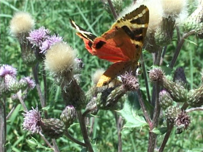 Russischer Bär ( Euplagia quadripunctaria ) : Kaiserstuhl, 18.07.2006